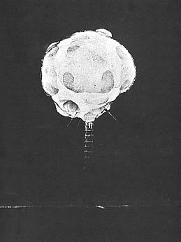 a-bomb -  1945